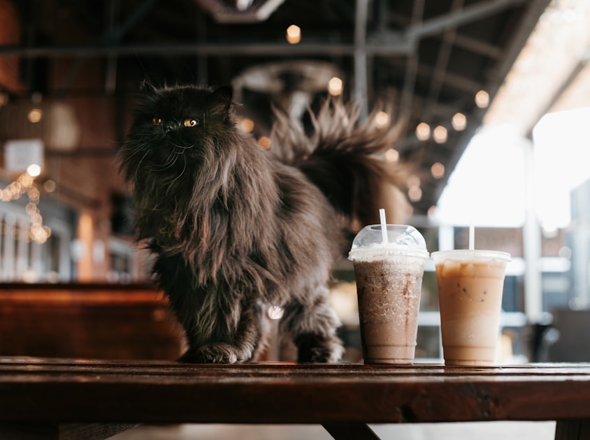 Baked Treats and Coffee at Snowy The Bean