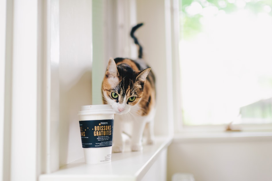 Why Cat Cafes Are Trending
