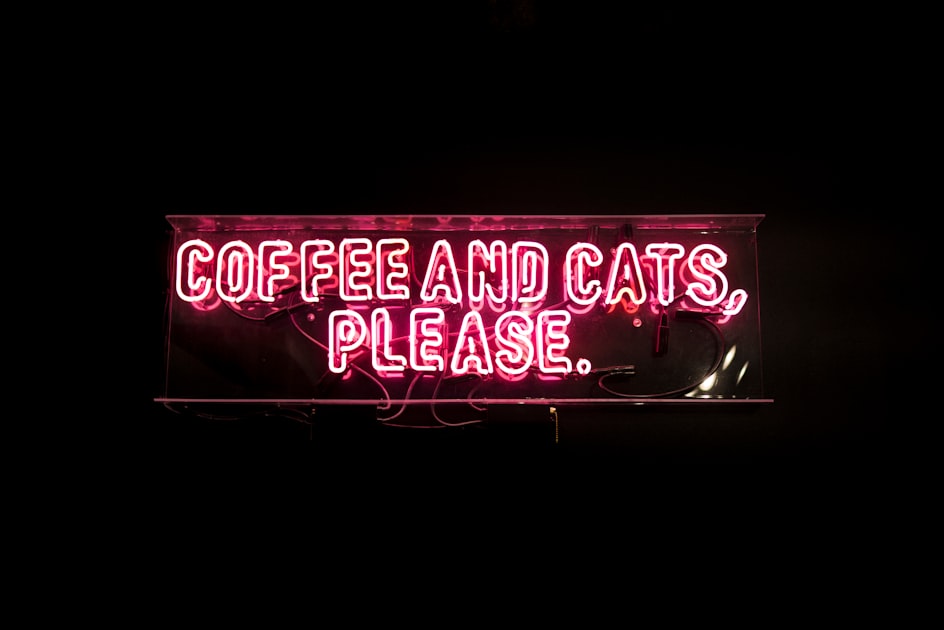 Discover Snowy The Bean’s Cat Cafe